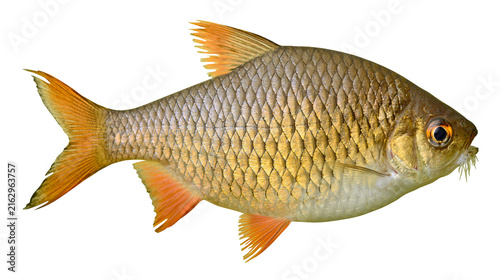 Fotografía Golden carp fish with orange fins and scales