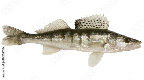 Zander fish with dark stripes and spotted dorsal fin