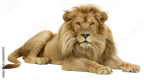 Majestic male lion with full mane lying down