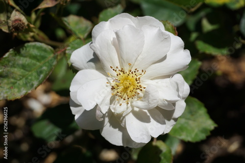white garden rose in bloom. seasonal flowers