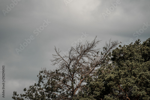 Quadro su tela Dramatic overcast sky above mixed evergreen and bare deciduous tree canopy with