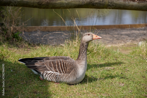 Anser anser breed of goose on grass next to lake. Brown coloured greylag goose bird