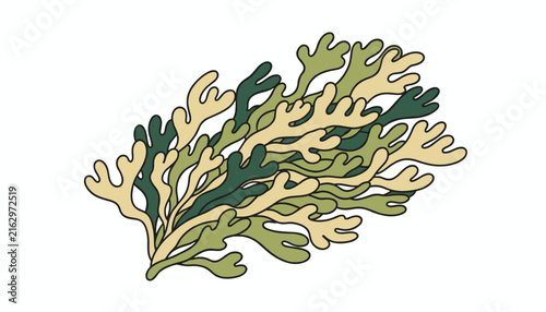 Natural seaweed clump illustration featuring multi-colored green and beige algae branches on a white background.