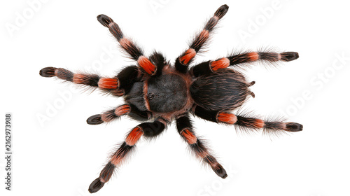 Obraz na plátne Mexican redknee tarantula spider with black and orange striped legs
