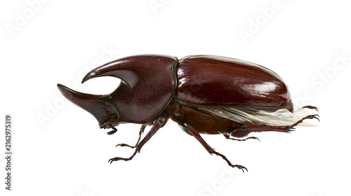 Canvastavla Dark brown rhinoceros beetle with large horn