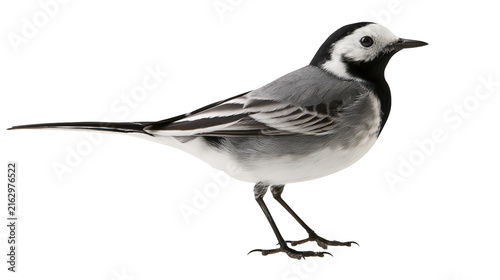 White wagtail bird with black and white plumage