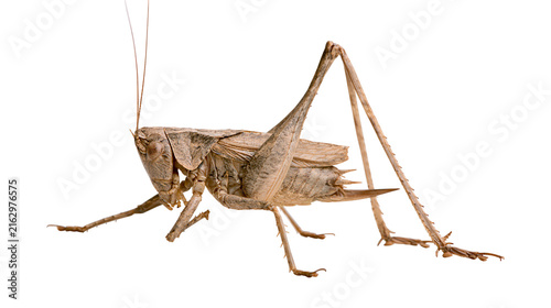 Canvastavla Brown speckled grasshopper with long antennae and spiky legs
