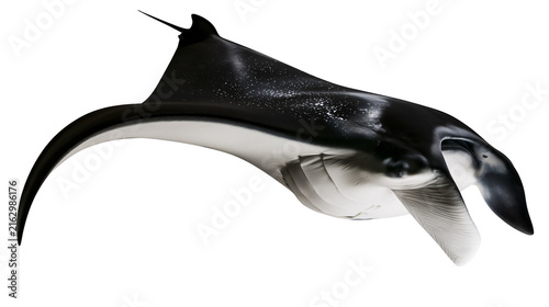 Black and white manta ray swimming with fins spread
