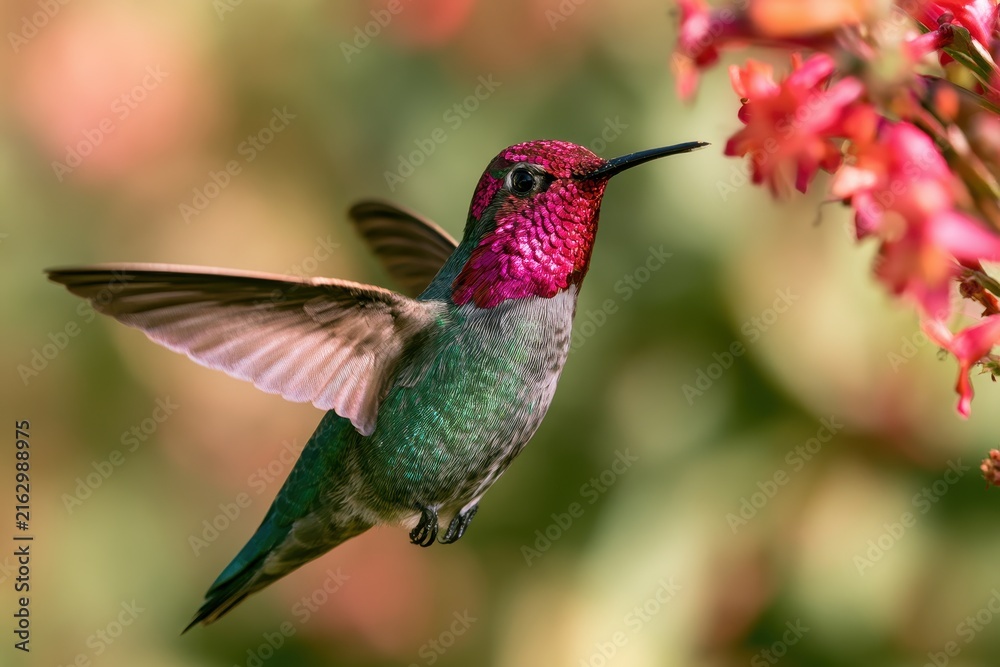 Naklejka premium Dazzling Iridescent Male Anna's Hummingbird in Flight