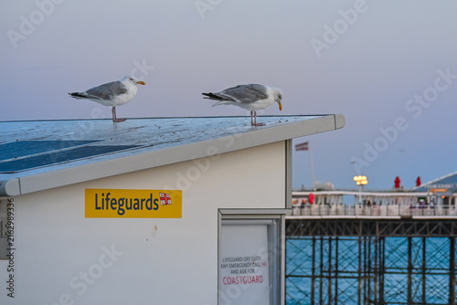 Seagulls Resting on Lifeguard Station by the Seaside