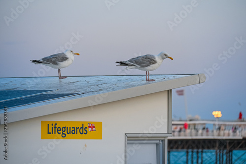 Seagulls Resting on Lifeguard Station by the Seaside