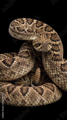 Coiled rattlesnake portrait isolated on black background.