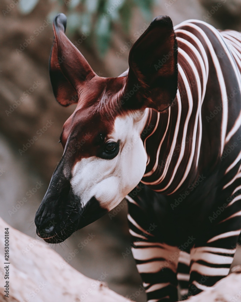 Naklejka premium Close up portrait of an okapi animal