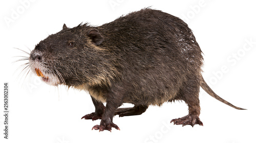 Fotografía Nutria rodent with orange incisors and dark fur