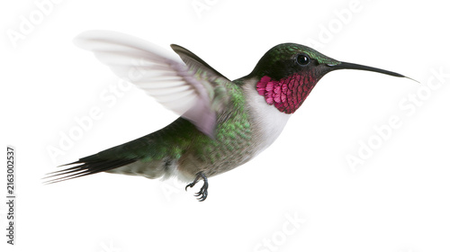 Photography Hummingbird with iridescent green feathers and pink gorget in flight