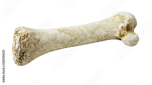 Animal bone fragment with porous texture and rounded ends