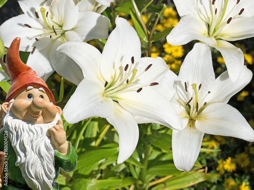 Blühende weiße Lilien