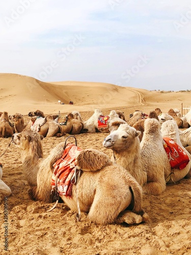 Obraz na plátně camel in the desert