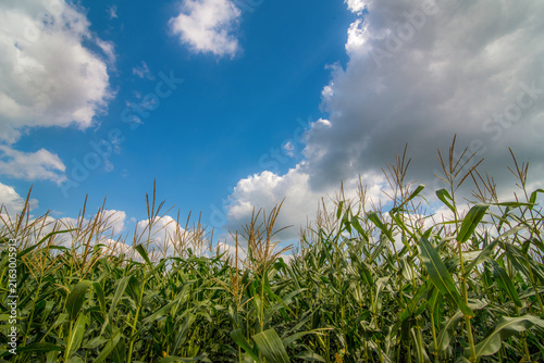 corn field during flowering and ear formation against a blue sky with clouds.