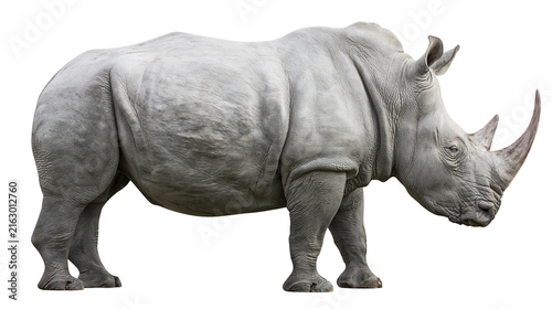 Fotografía White rhinoceros with large horn side view, on white
