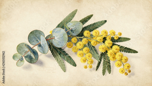 Vintage Eucalyptus and Golden Mimosa Botanical Illustration