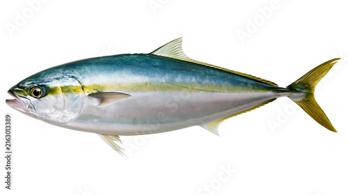 Obraz na plátně Yellowtail Kingfish marine animal with blue and silver body