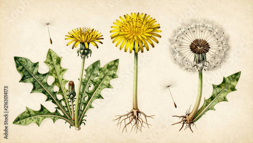 Dandelion Life Cycle Vintage Botanical Diagram