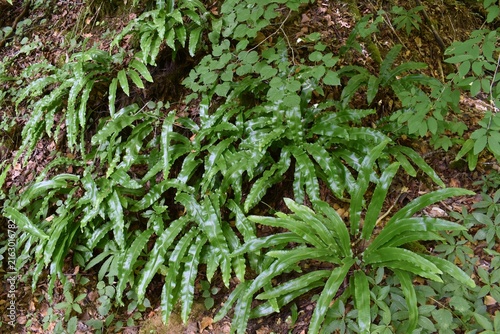 Touffes d' Asplénie Scolopendre, Hart's-tongue fern (Asplenium scolopendrium) croissant dans une clairière humide. 

