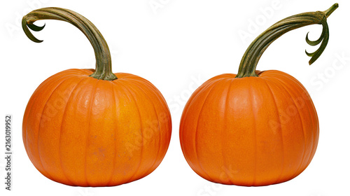 Canvas Print Two orange pumpkins with curved green stems