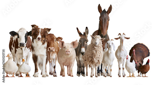 Картината върху платно Farm animals group cow dog calf pig donkey sheep goat horse turkey chickens, duc