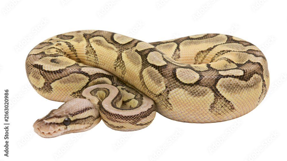 Obraz premium Ball python coiled with patterned scales and dark eyes