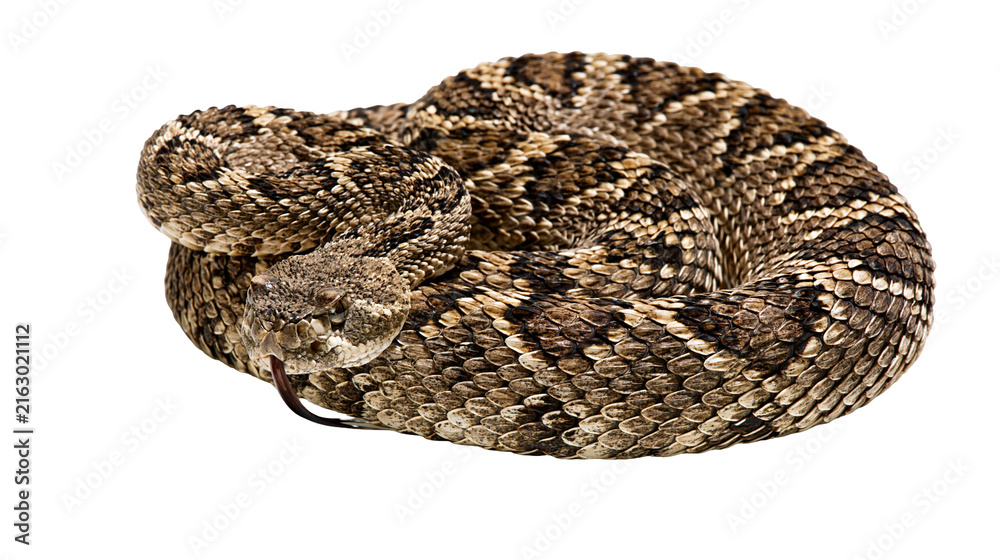 Obraz premium Diamondback rattlesnake coiled with tongue flicking