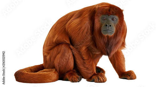 Photography Red Howler Monkey Sitting with Curled Tail
