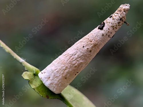 Fotografía White Cone-Shaped Insect Cocoon or Bagworm Case on Green Leaf