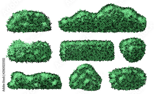 Realistic garden shrub, green seasonal bush, boxwood foliage and floral branches set vector