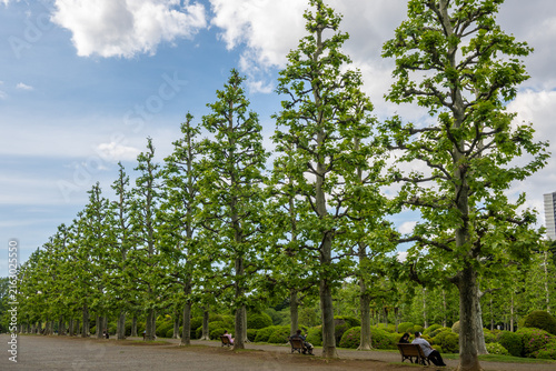 Pleached trees line a walkway in Shinjuku Gyoen National Garden in Tokyo, Japan. Benches are situated beneath the trees, offering a peaceful resting spot. 