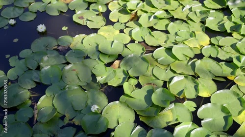 Sunlit green lily pads and white water lilies floating on a pond