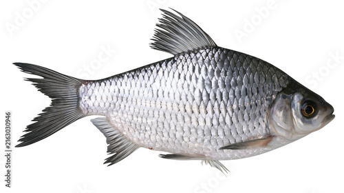 Canvastavla Silver fish with scales and fins