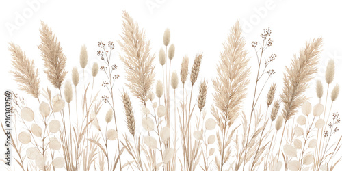 Dried pampas grass wheat bunny tails and botanical stems isolated on transparent background