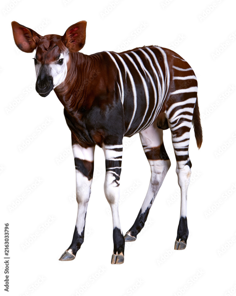 Naklejka premium Okapi wild horse creature with zebra stripes
