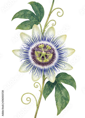 Watercolor passion flower with vine and leaves exotic botanical isolated on transparent background. Flower PNG.