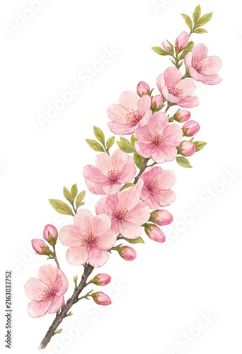 Spring cherry blossom branch with flowers and buds isolated on transparent background. Flower PNG.