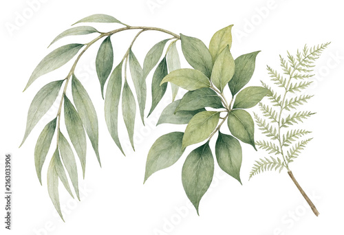 Watercolor willow magnolia and fern foliage collection isolated on transparent background