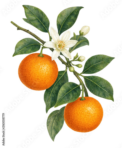 Watercolor mandarin orange branch with leaves and blossom isolated on transparent background. Fruits PNG.