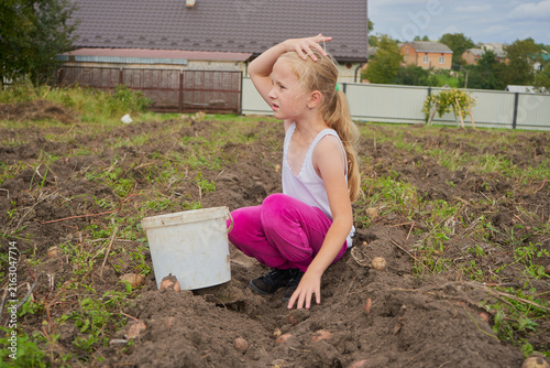 Little girl harvesting fresh potatoes in the field, Child sitting on the soil next to a bucket during potato harvest in autumn