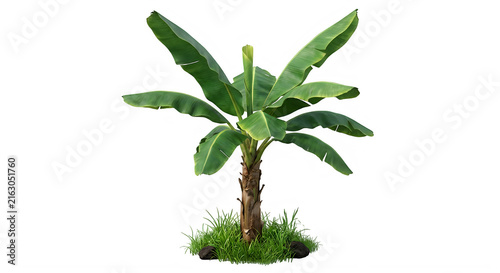 Small green palm tree illustration in simple style