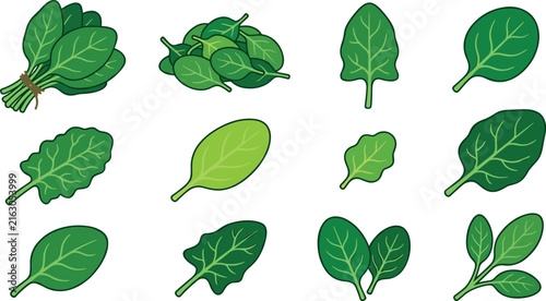 Fresh Green Spinach Leaves Vector Icon Set with Bundles, Piles, and Single Salad Greens for Healthy Food Menus and Culinary Graphic Designs