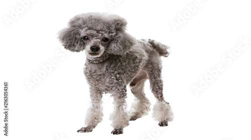 Gray poodle with curly fur and decorative collar standing