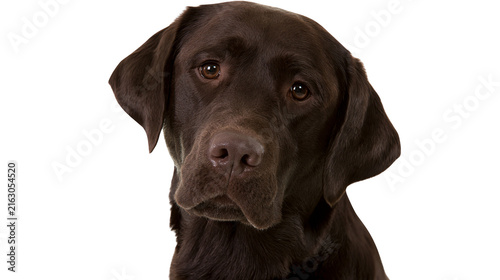Fotografie Chocolate Labrador Retriever dog portrait
