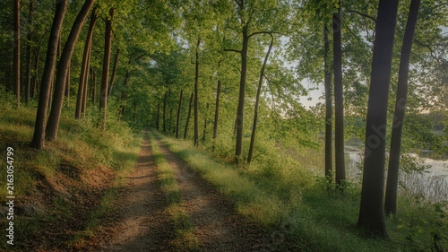Sunlit Forest Path Beside a Calm Lake with Tall Trees and Green Foliage trail nature